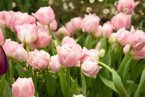 Tulipa Finola Double Late Tulip