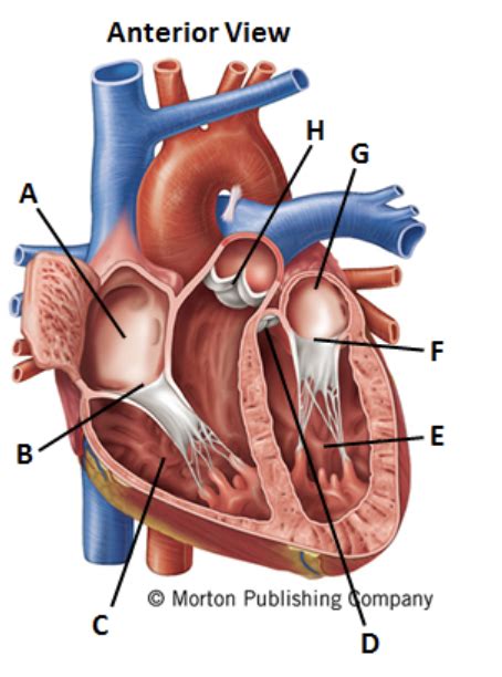 Heart Chambers And Valves Diagram Quizlet