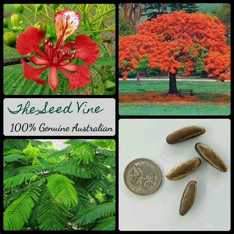 10 ROYAL POINCIANA TREE SEEDS Delonix Regia Bonsai Red Flowering