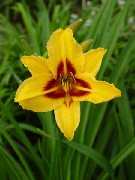 Hemerocallis Bonanza 1 Litre Pots