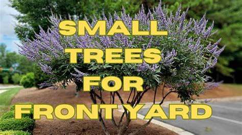 10 Best All Season Small Trees For Front Yard Low Maintenance Dwarf