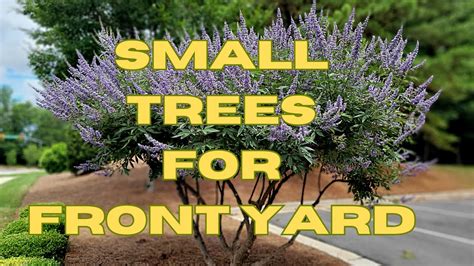 10 Best All Season Small Trees For Front Yard Low Maintenance Dwarf Trees For Landscaping