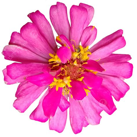 Flores Cor De Rosa Estão Florescendo Png Flor Rosa Flor Folha