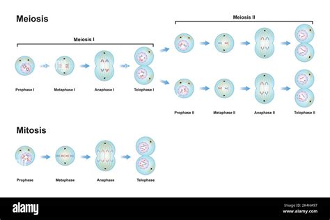 Diseño Científico De Las Diferencias Entre La Meiosis Y La Mitosis