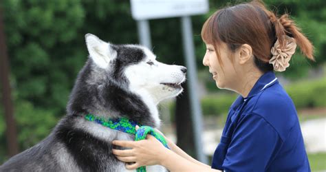 犬用ドックランナー 犬用品