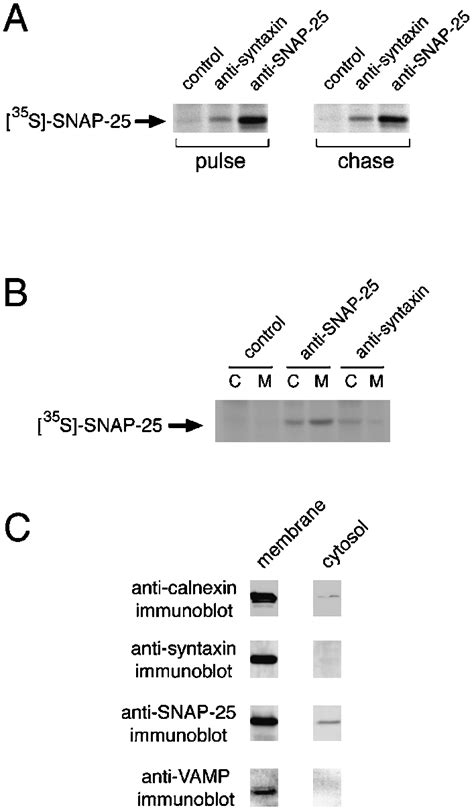 Snap And Syntaxin Associate In The Cytosol Of Pc Cells A Pc