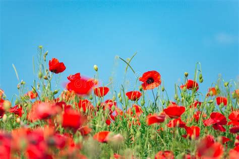 Día De La Conmemoración Anzac Day Serenidad Amapola De Opio Planta