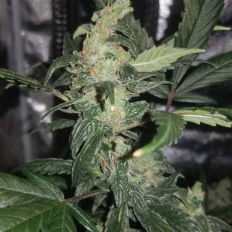 Mephisto Genetics Sour Crack Grow Journal Week By Drdank Growdiaries