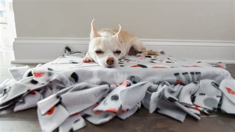 DIY No-Sew Dog Bed: An Easy, Cheap, and Fun Project for Your Pup