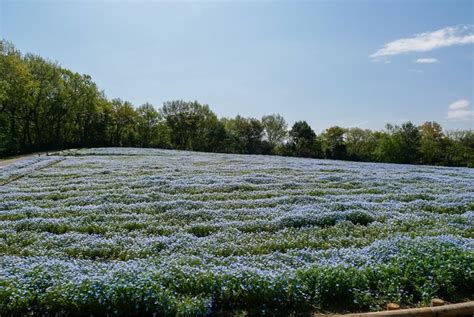 「国営武蔵丘陵森林公園」春の二大花畑「アイスランドポピー」と「ネモフィラ」が見頃を迎えています！ 沿線グルメ