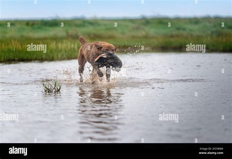 Chesapeake Bay Retriever With Duck Hi Res Stock Photography And Images