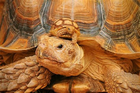 Two Sulcata Tortoises A Baby And Adult Sulcata Tortoise At Flickr