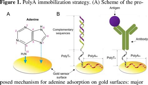 Figure 1 From One Step Immobilization Of Antibodies And Dna On Gold