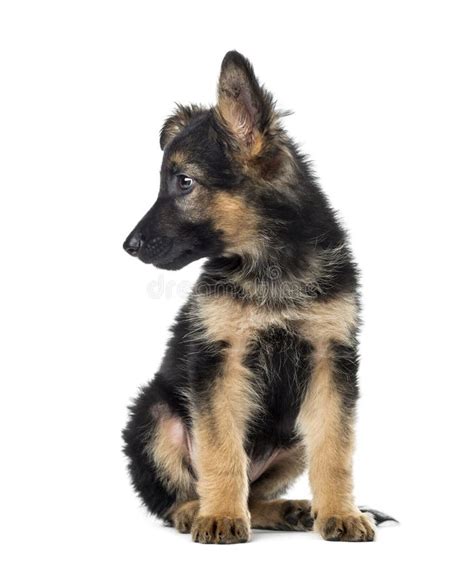 Puppy German Shepherd Sitting And Yawning 9 Weeks Old Stock Photo