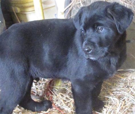 American Black Lab Puppies For Sale Mn / Black Labrador Retriever Puppies for Sale in Woodland ...