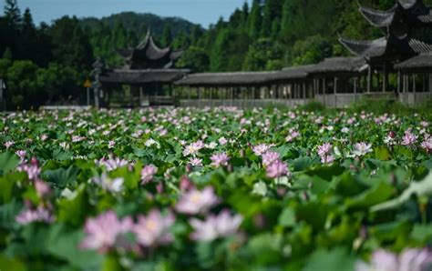 荷花盛开，美在当“夏”澎湃号·政务澎湃新闻 The Paper