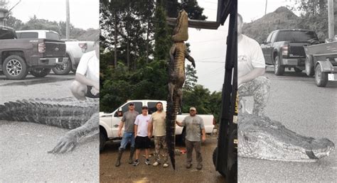 Huge 14 Foot Gator Breaks Record In Mississippi