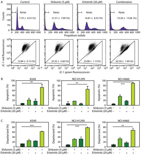 Shikonin Sensitizes Wildtype Egfr Nsclc Cells To Erlotinib And