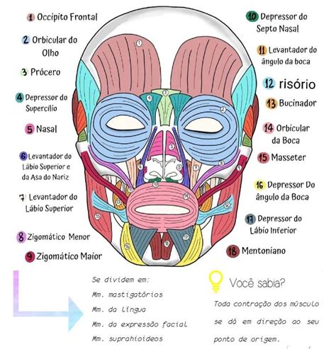 Musculos Da Face Em Cabe A E Pesco O M Sculos Do Corpo Humano