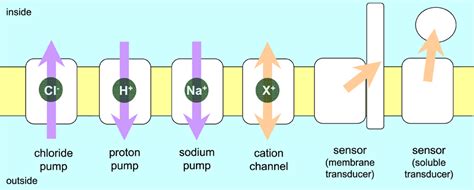 Frontiers Ion Pumping Microbial Rhodopsins