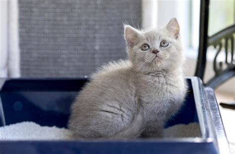 8 Weird Cat Litter Box Habits | petMD