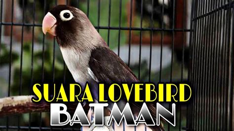 Lovebird Batman Lb Fighter Masteran Lovebird Ngekek Panjang YouTube