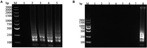 Frontiers Establishment And Evaluation Of A Loop Mediated Isothermal