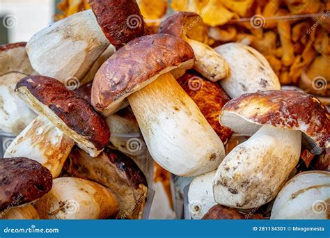 Grandes Setas Porcini Conocidas Como Boletus Edulis En Un Mercado De