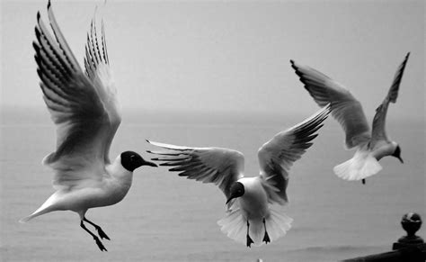 Three Seagulls In Flight Image Free Stock Photo Public Domain Photo