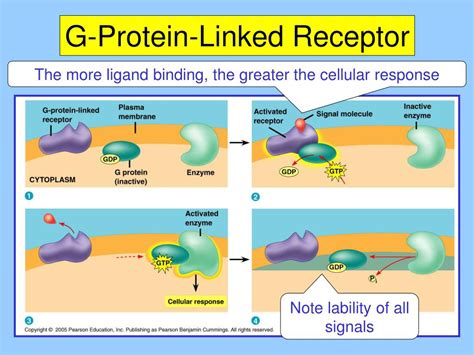 Ppt Chapter Cell Communication Powerpoint Presentation Free