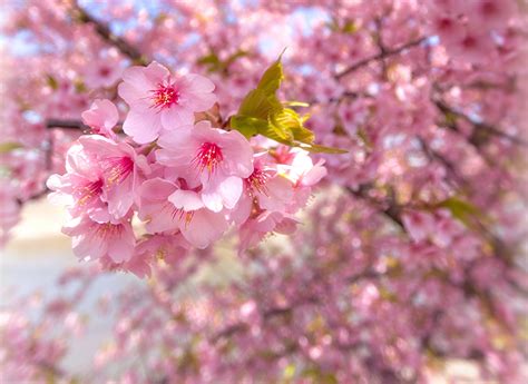 Fondos de Pantalla De cerca Floración de árboles Sakura cerezo Rosa