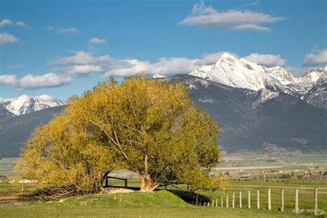 Tree Of Life Charlo Mt Big Sky Country