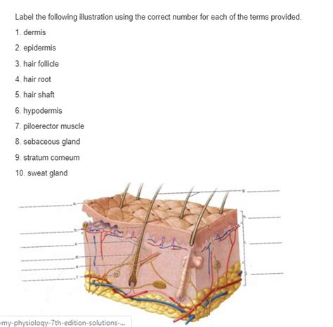 Solved Label The Following Illustration Using The Correct