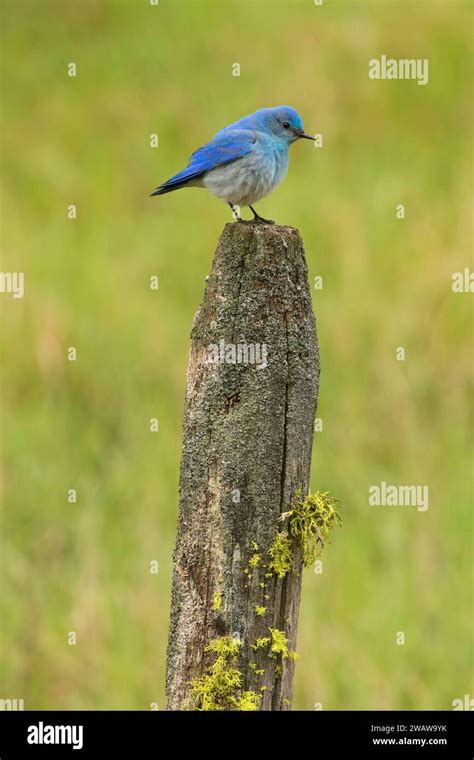 Mountain bluebird, Lolo National Forest, Montana Stock Photo - Alamy