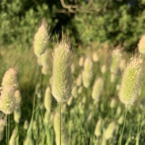 LAGURUS OVATUS HAZENSTAARTJES GRAS Bunny Tails Bloem En Oogst