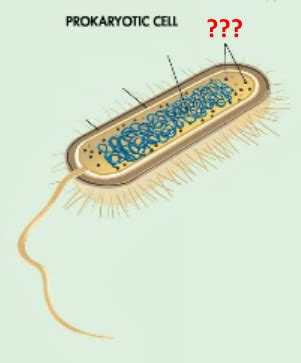 Microbio Exam Flashcards Quizlet