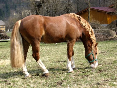 Brumby/Wild Horse stock image. Image of domesticated, fortitude - 7280653