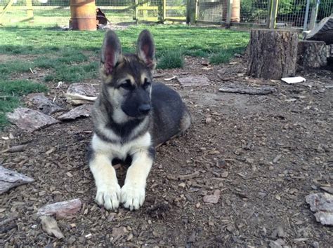 Guides About German Shepherd Malamute Mix Allgshepherds