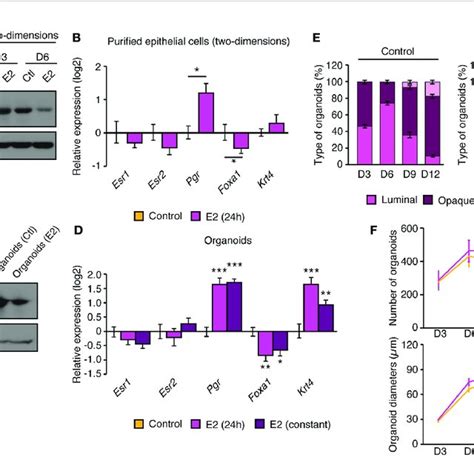 Primary Mammary Epithelial Cells In Two And Three Dimensions Express