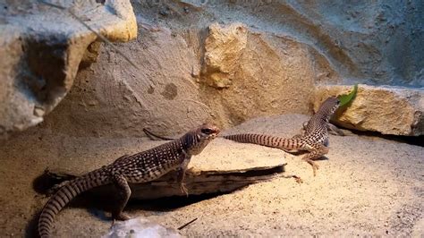 Desert Iguana Care Sheet Reptiles Cove