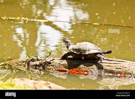 Sauvetage Des Tortues Au Sri Lanka Banque De Photographies Et Dimages