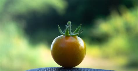 All About The Sweet Million Tomato Minneopa Orchards