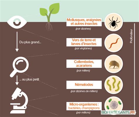 Les Microorganismes De Notre Environnement