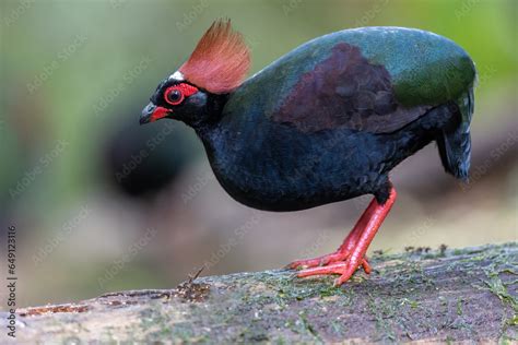 Nature wildlife portrait image of crested partridge (Rollulus rouloul) also known as the crested ...