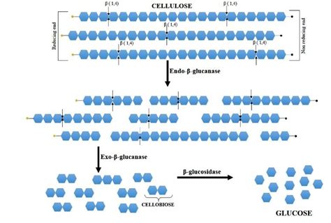 Diagrammatic Representation Of The Cellulose Hydrolysis By The