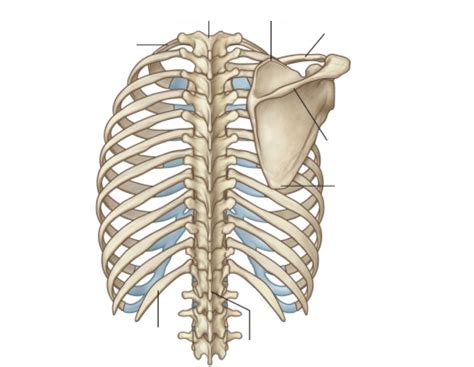 Anatomy - Posterior Framework of Thorax Diagram | Quizlet