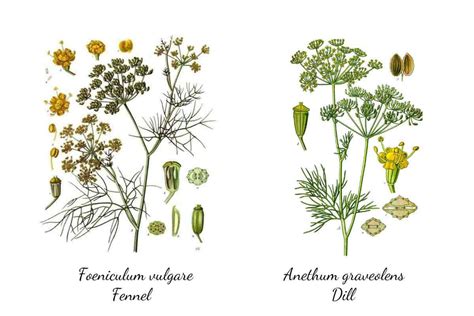 Key Differences Between Dill Vs Fennel Ultimate Guide The Sleeper