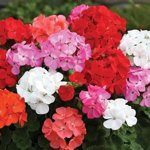 Hardy Petunia Autumn Leaves Pre Planted Troughs Garden Nurseries