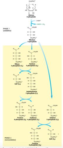 Exam Iv Biochem Flashcards Quizlet