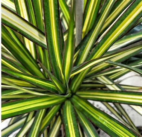 Dracaena Marginata Dracena Sunray Vaso Cm